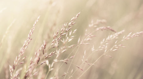 Hay Fever: How to Survive Allergy Season Naturally